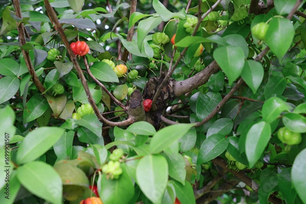 Fototapeta A Suriname cherry tree is bearing lots of fruit, some of the fruits are red and ripe, but the majority are green, indicating they are not yet ripe