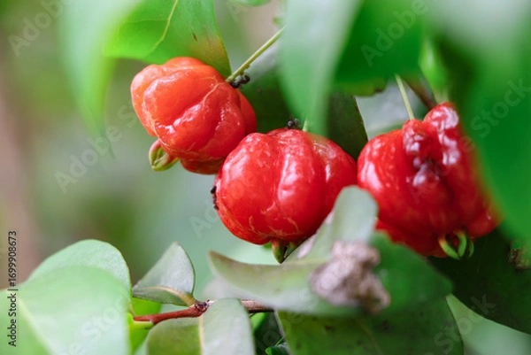 Fototapeta Close-up photo of three ripe, red Suriname cherries, with three black ants visible on the fruit