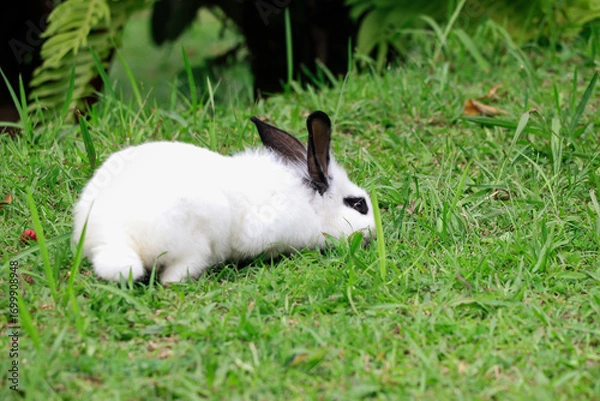 Obraz A white rabbit with black ears and eyes is lying face down on the green grass