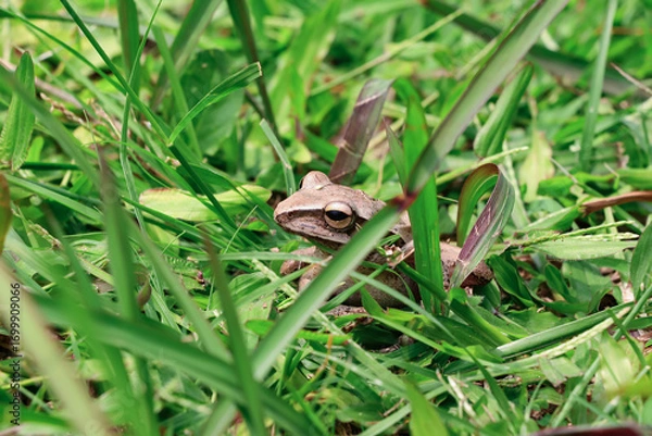 Obraz A brown frog among the green grass with its eyes staring at the camera