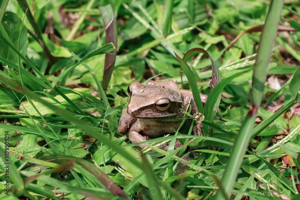 Fototapeta A brown frog turns its head to the left of the photo perched on green grass, photographed from a high angle