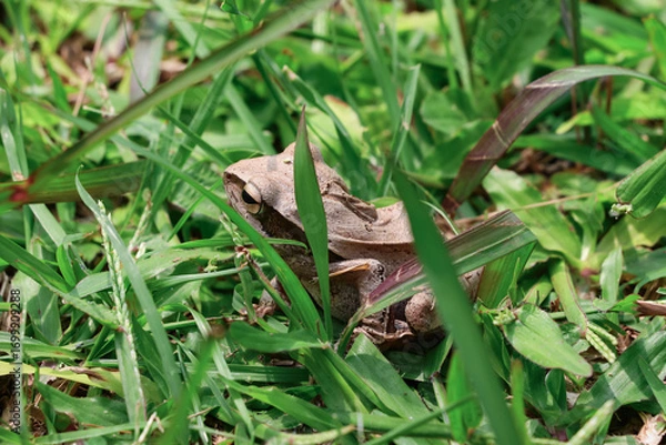 Fototapeta A brown frog among green grass, photographed from the side, with its head turned to the right and facing away from the camera