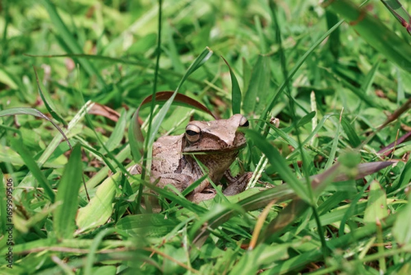 Obraz Side view photo of a brown frog with its face turned towards the camera resting quietly among the green grass