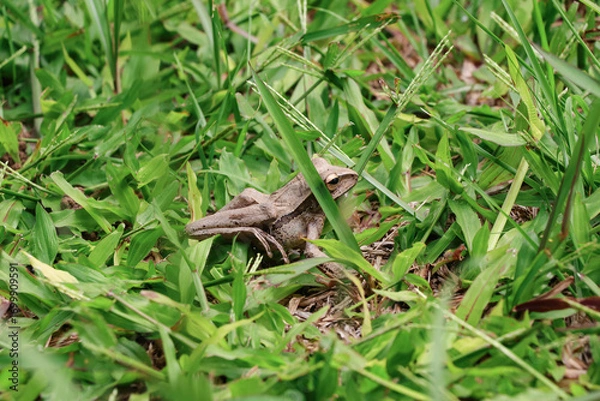 Fototapeta Photographed from above, a brown frog among the green grass, its back legs are slightly raised with the support of its front legs