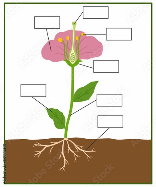 Fototapeta Educational flower anatomy diagram with blank labels showing root, stem, leaf, petal, stamen, pistil, ovary, and ovule. Science worksheet for kids learning plant parts.