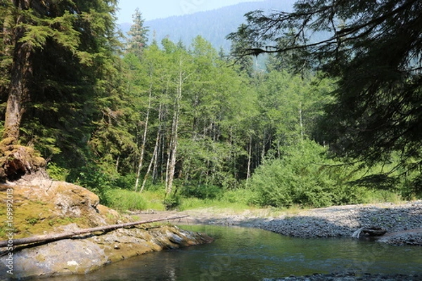 Obraz River running through the forest
