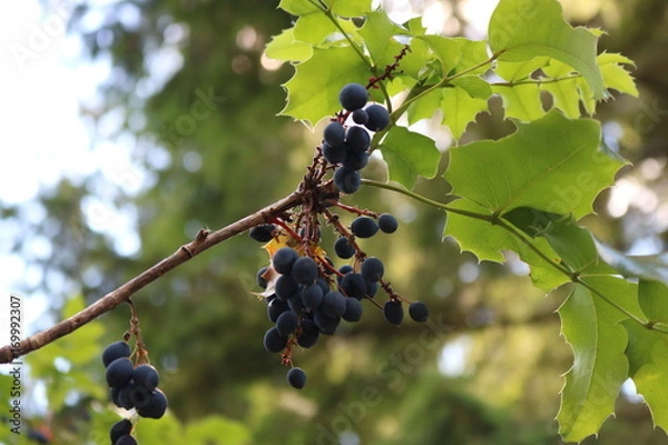 Obraz Wild plants in the forest