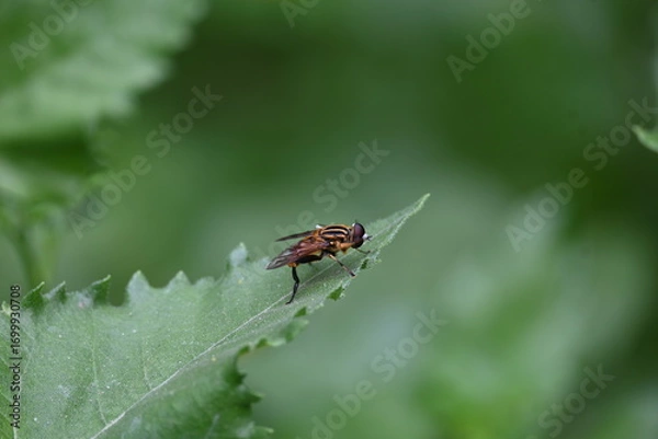 Fototapeta Hoverflies on green leaf. Its common names  flower flies and syrphids. Make up the insect family Syrphidae. As their common name suggests, they are often seen hovering or nectaring at flowers. Fly.
