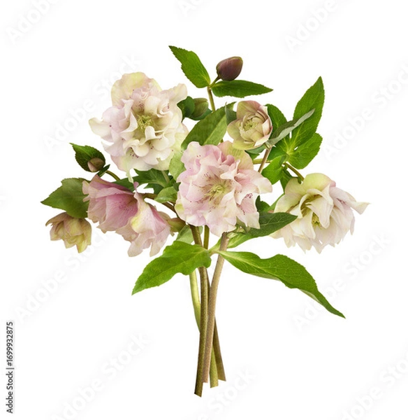 Fototapeta Pink fluffy helleborus flowers in a beautiful bouquet isolated on white or transparent background