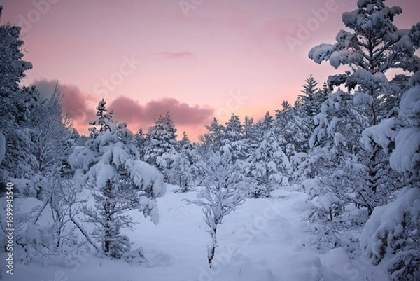 Obraz pink sunset in the winter