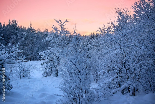 Obraz pink sunset in the winter