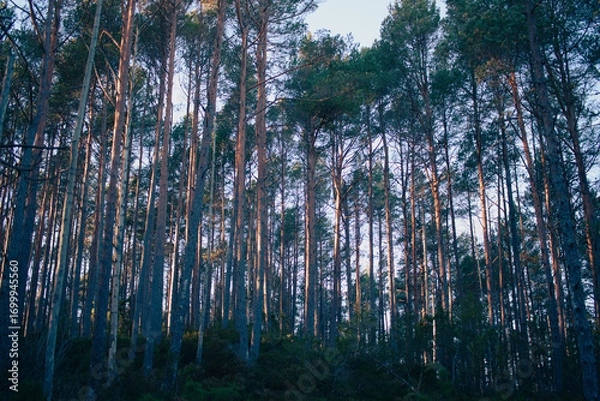 Obraz sunset between trees in the forest