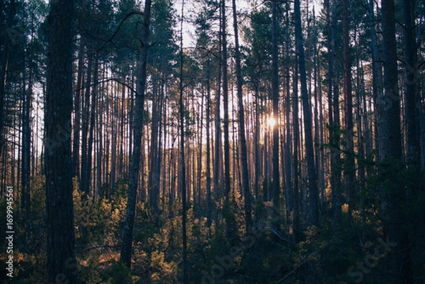 Obraz sunset between trees in the forest