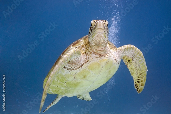 Obraz Green turtle in the blue background