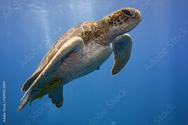 Obraz Green turtle on the blue background