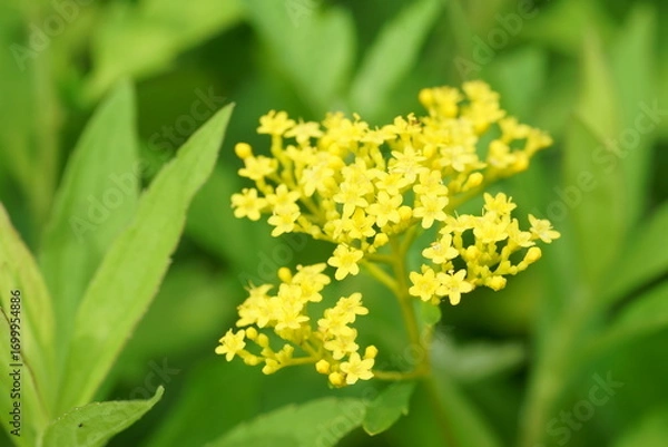 Obraz オミナエシの花