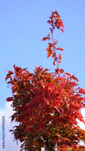 Fototapeta red maple tree