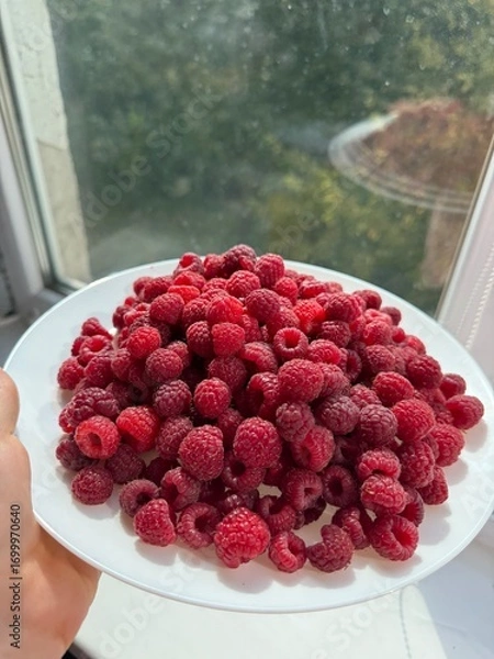 Obraz Pile of fresh red raspberries rotating. Sweet harvest. Organic vitamin product. Juicy raspberries. Stack of berries. Vertical video. Fruit pattern. Concept of healthy food. Close-up in 4K, UHD
