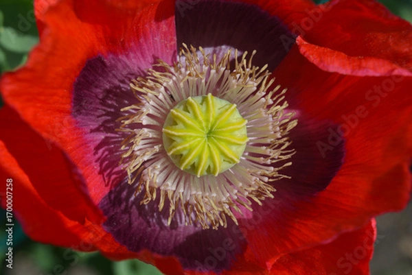 Obraz Papaver somniferum, Cherry Glow