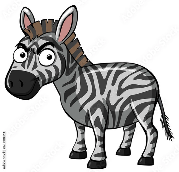Fototapeta Serious zebra on white background