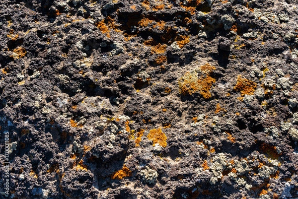 Fototapeta Xanthoria lichen in orange and yellow tones on a rock in the mountains, crustose lichen on a stone
