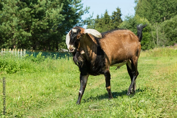 Fototapeta A belligerent goat walks forward