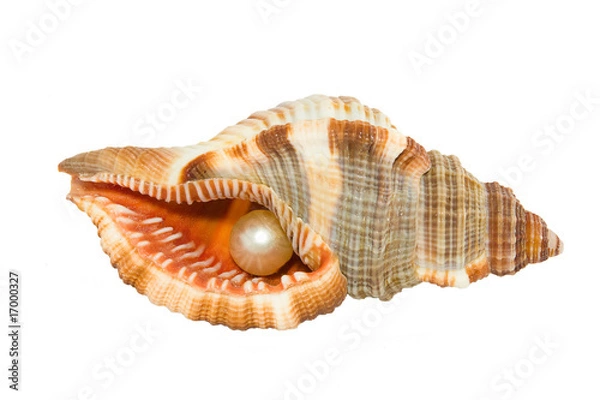Fototapeta Shell with pearl