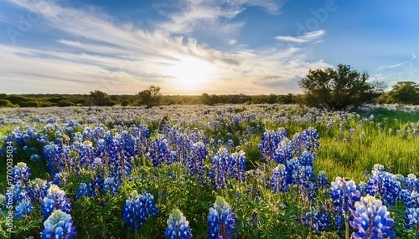 Fototapeta a captivating field filled with blooming texas bluebonnets accompanied by lush green foliage capturing the essence of spring and the beauty of nature