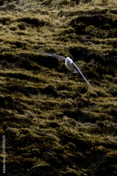 Obraz Northern fulmar bird mid flight 