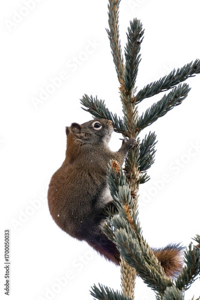 Fototapeta Douglas squirrel (Tamiasciurus douglasii) isolated, png with no background.