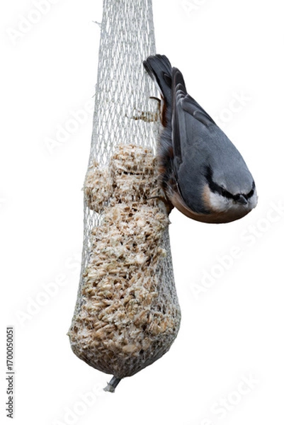 Fototapeta Eurasian nuthatch or wood nuthatch (Sitta europaea) isolated, png with no background.