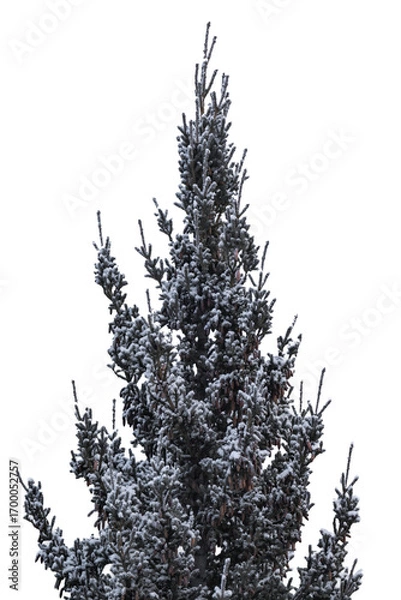 Fototapeta Snow covered pine tree isolated, png with no background.