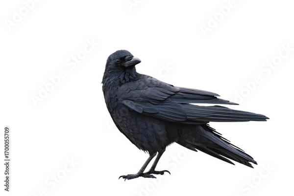Fototapeta Common raven or northern raven (Corvus corax) isolated, png with no background.