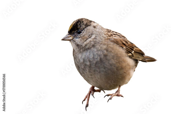 Fototapeta Golden-crowned kinglet (Regulus satrapa) isolated, png with no background.