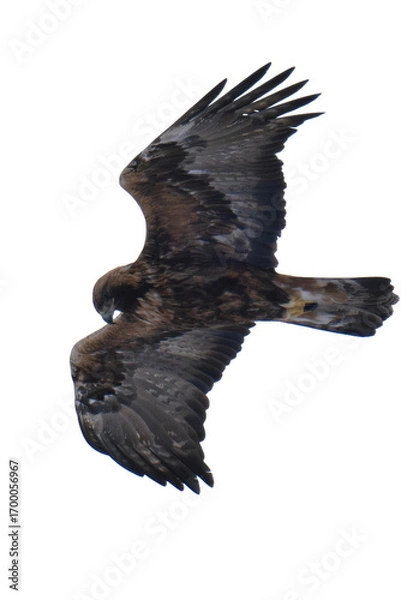 Fototapeta Golden eagle (Aquila chrysaetos) isolated, png with no background.	
