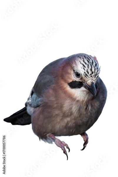 Fototapeta Eurasian jay (Garrulus glandarius) isolated, png with no background.	
