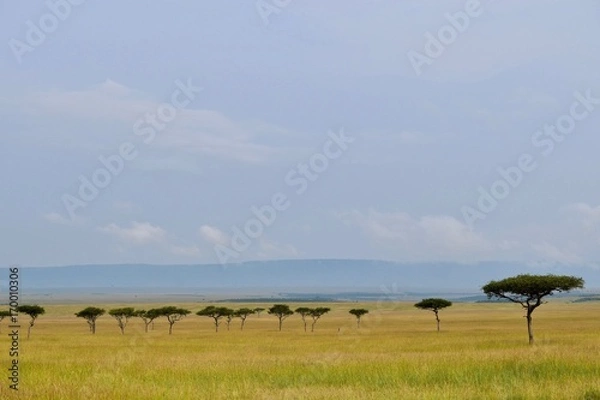 Obraz アフリカのサバンナ