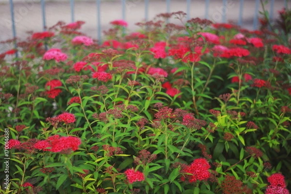 Obraz Vibrant pink and red flowers blooming on green leafy stems in a garden, with a soft blurred background.