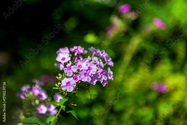 Fototapeta The beautiful flower and leaves in the gaden on summer.