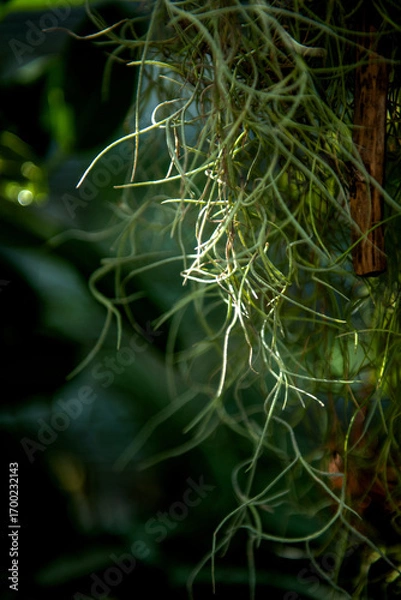 Fototapeta The beautiful flower and leaves in the gaden on summer.