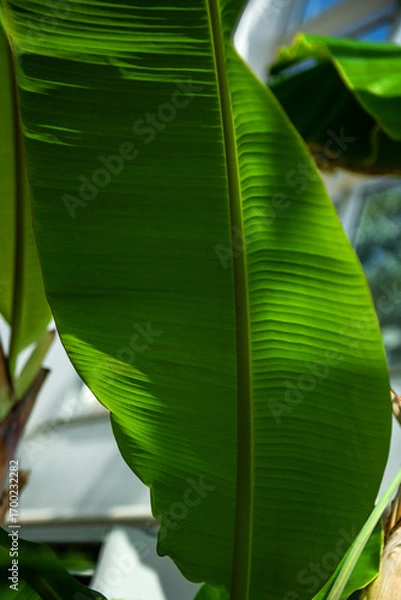 Fototapeta The beautiful flower and leaves in the gaden on summer.
