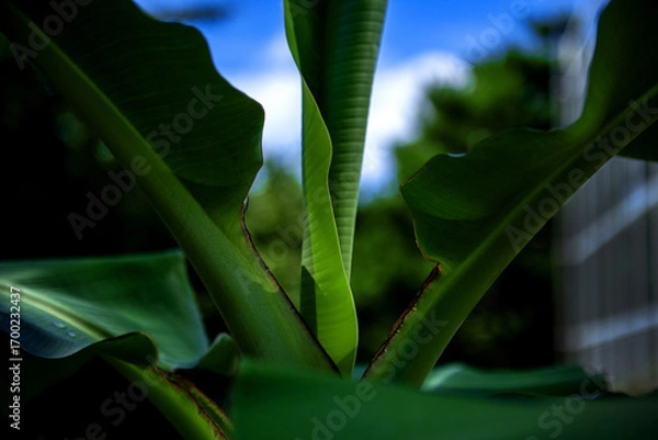Fototapeta The beautiful flower and leaves in the gaden on summer.