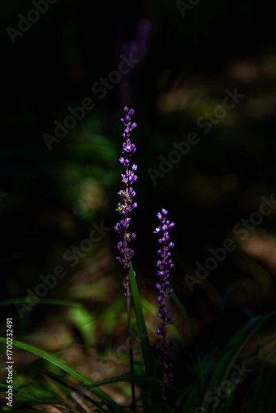 Fototapeta The beautiful flower and leaves in the gaden on summer.