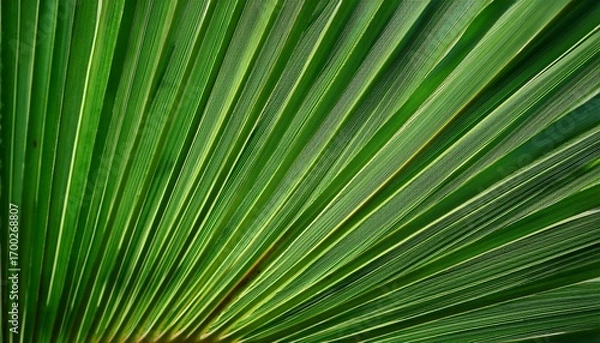 Obraz Deep Green Palm Leaf Veins