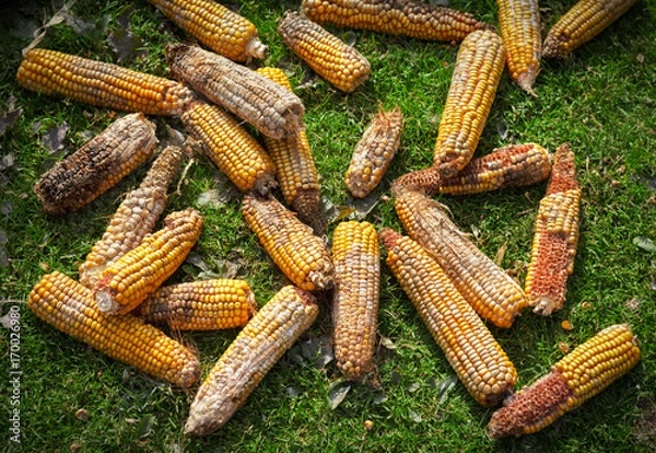 Obraz Destroyed corn