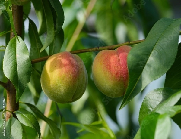 Fototapeta Close-up of two peaches growing on a peach tree