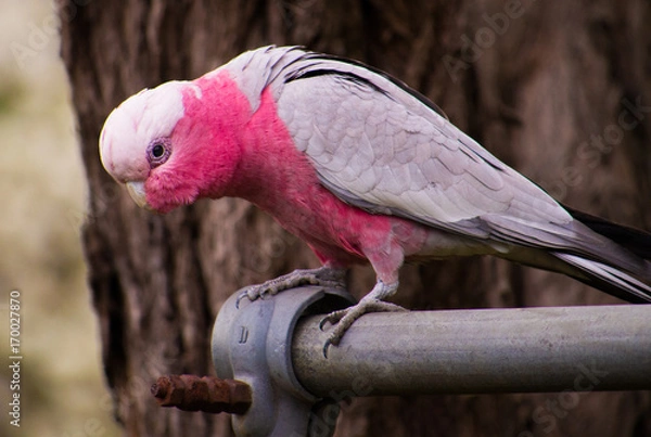 Fototapeta Galah or Rose Breasted Cockatoo on a fence