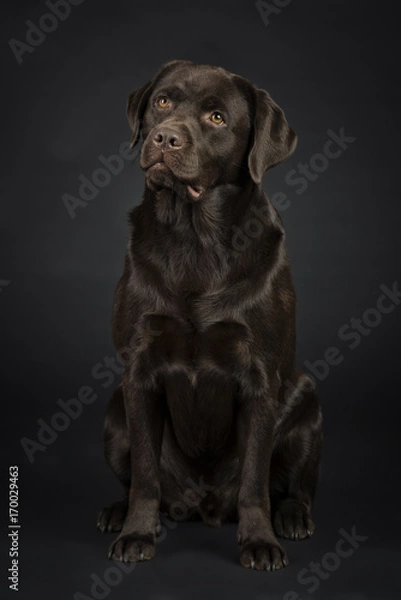 Obraz Brauner Labrador im Studio