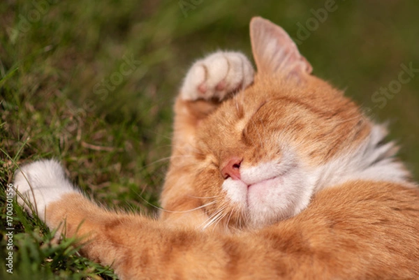 Fototapeta a ginger cat sleeps in the grass