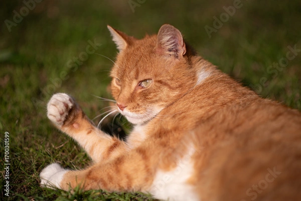 Fototapeta a ginger cat lies outside